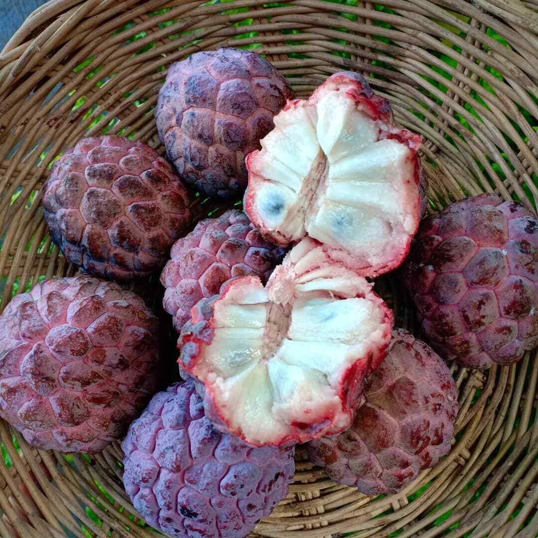 New Variety of Custard Apple