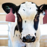 Dairy Cattle Vaccination