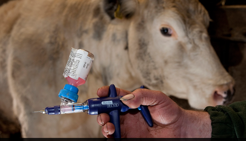 Dairy Cattle Vaccination