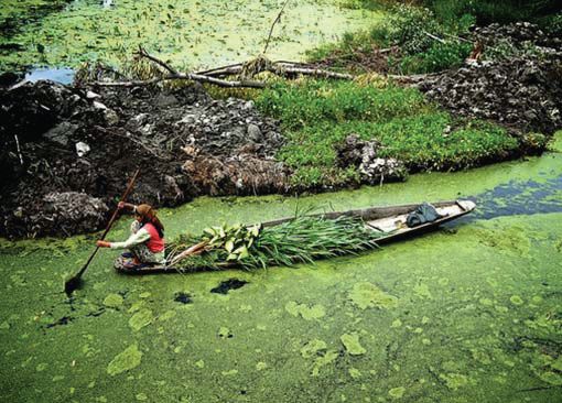 Dal Lake Weeds to Organic Manure