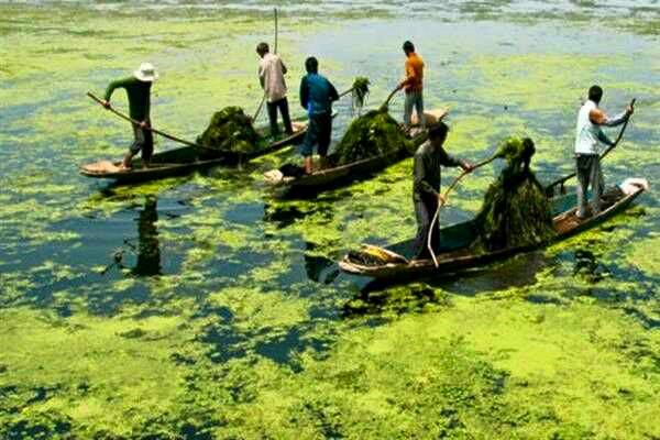 Dal Lake Weeds to Organic Manure