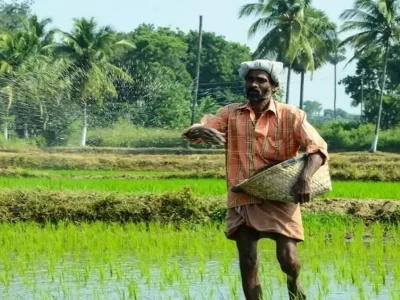 Distribution Paddy Farming