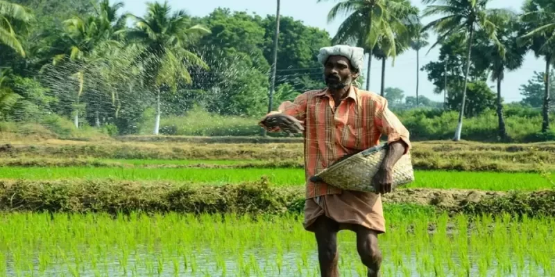 Distribution Paddy Farming