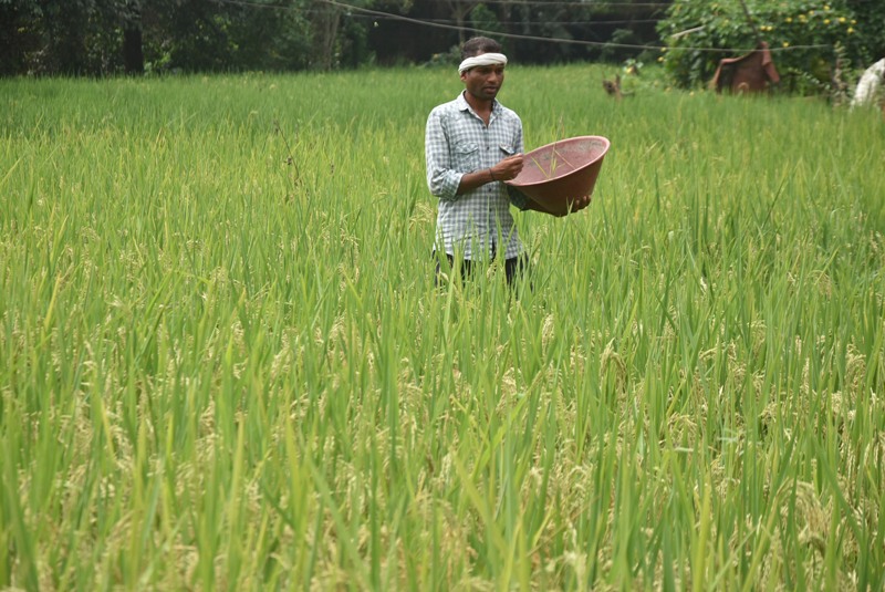 Distribution Paddy Farming