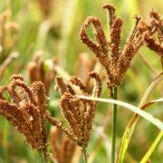 Finger Millets Cultivation
