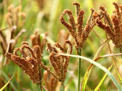 Finger Millets Cultivation