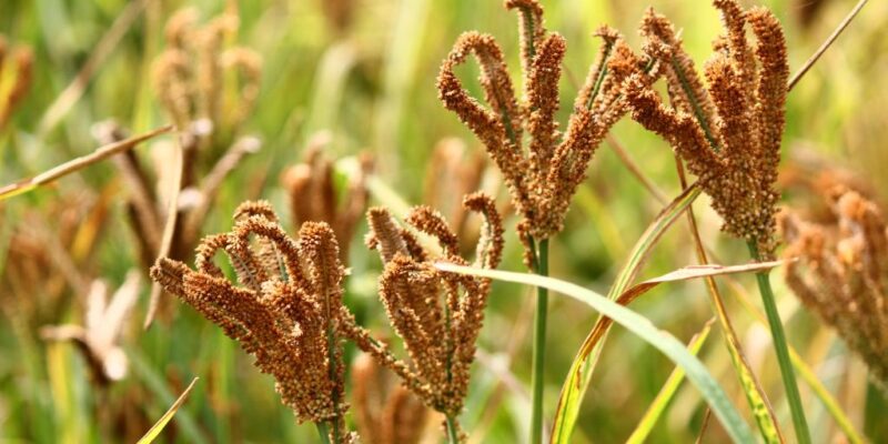 Finger Millets Cultivation