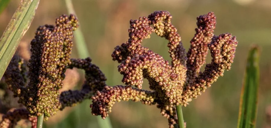 Finger Millets Cultivation