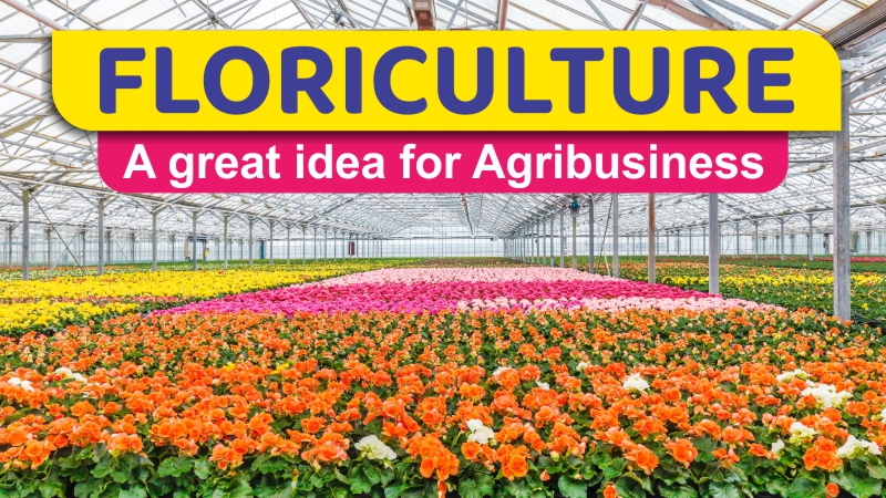 Floriculture: ఈ సాగులో పెట్టుబడి తగ్గి, రైతులకి మంచి లాభాలు వస్తున్నాయి ...