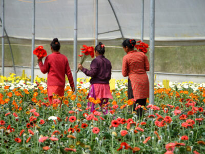 Flower Cultivation