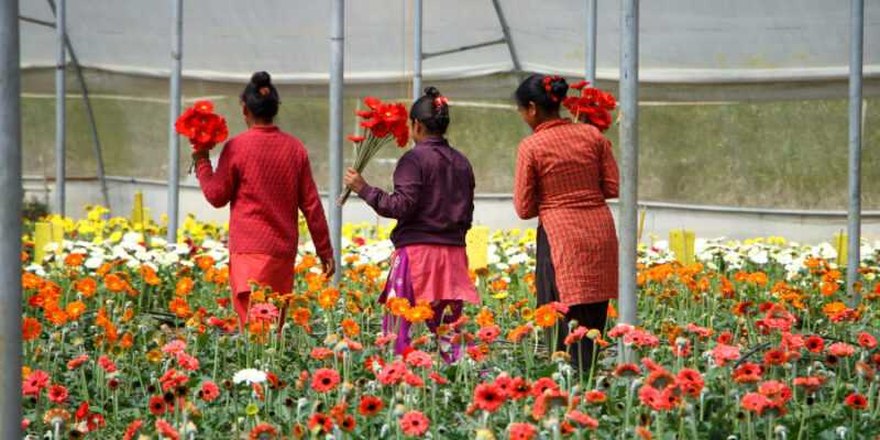 Flower Cultivation