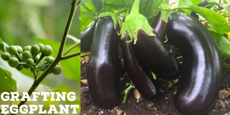 Grafting in Brinjal