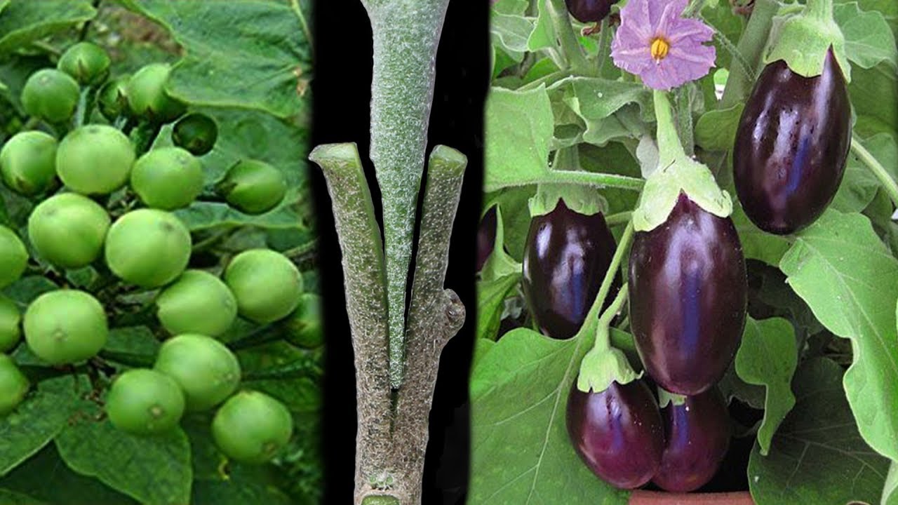 Grafting in Brinjal 