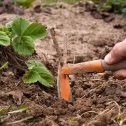 Hand Weeder