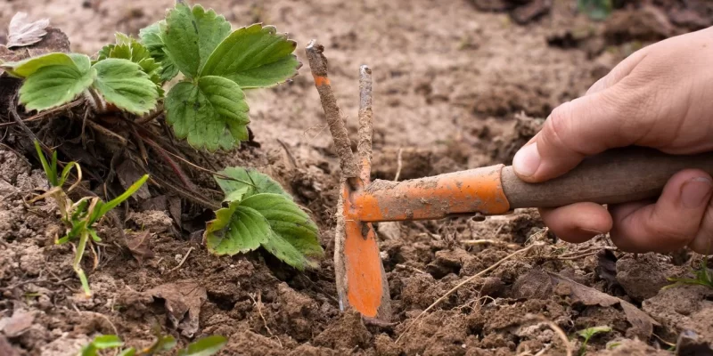 Hand Weeder