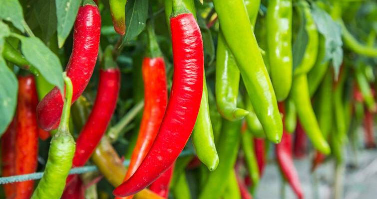 High Yield Hybrid Chilli Varieties