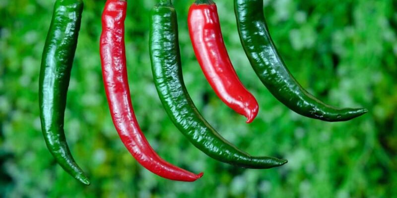 High Yield Hybrid Chilli Varieties