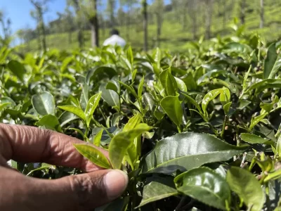 Indian Tea Prices