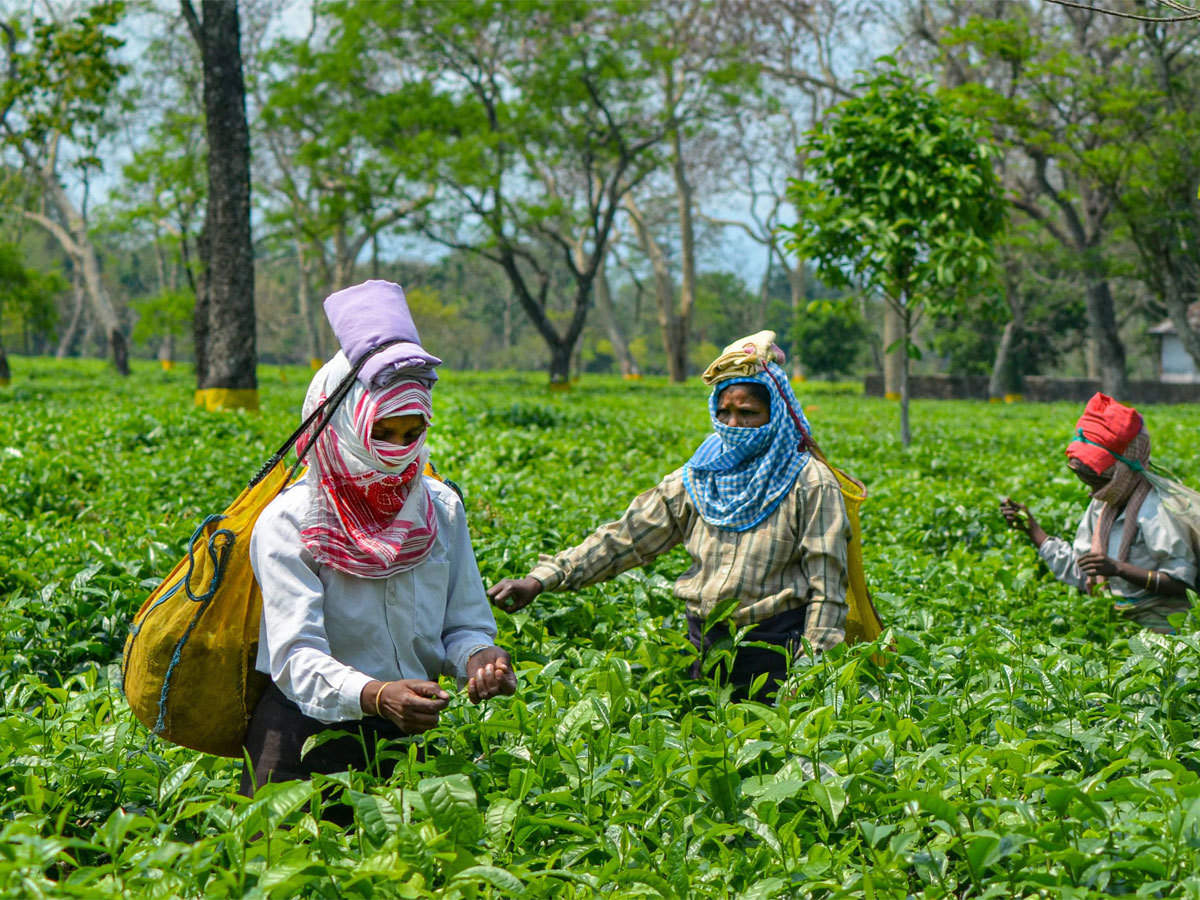 Indian Tea Prices