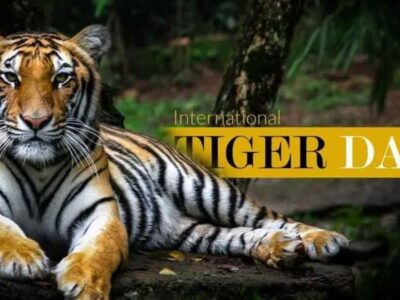 International Tiger Day 2023