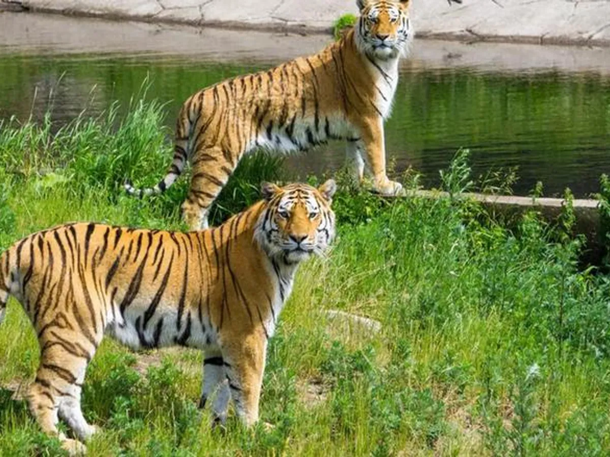 International Tiger Day 2023