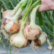 Irradiation Onions Experiment