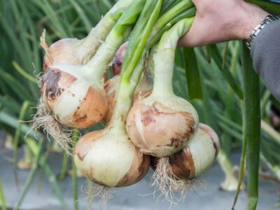 Irradiation Onions Experiment