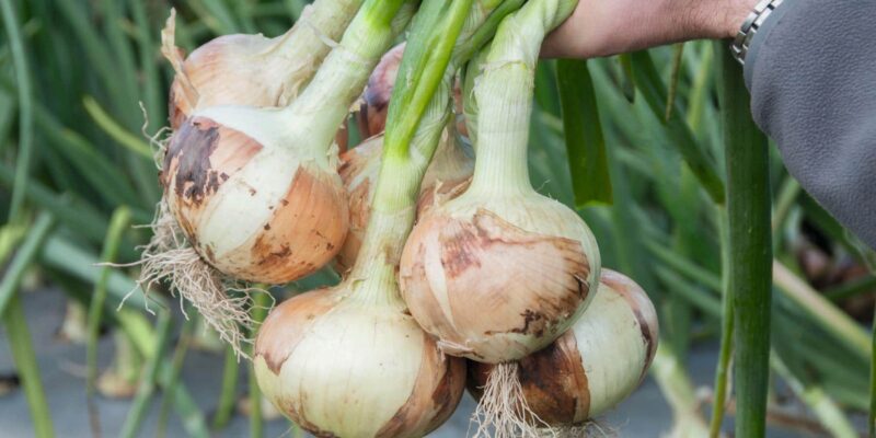 Irradiation Onions Experiment