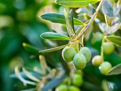 Israel Olive Tree