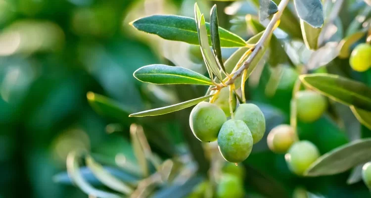 Israel Olive Tree