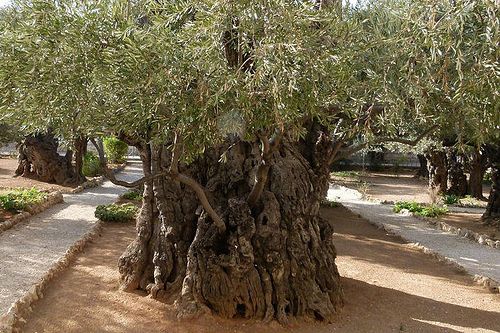 Israel Olive Tree