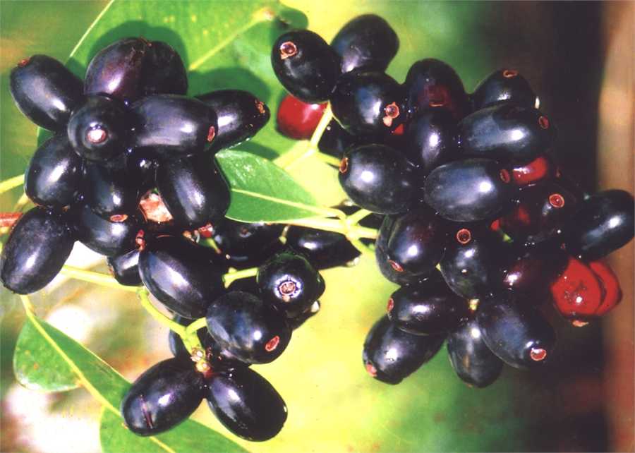 Jamun Fruit Health Secrets