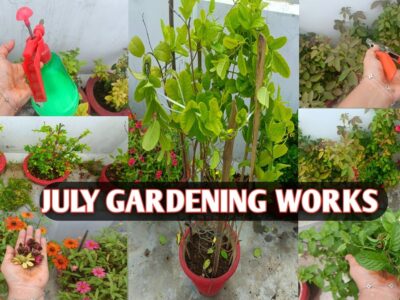July Gardening Works