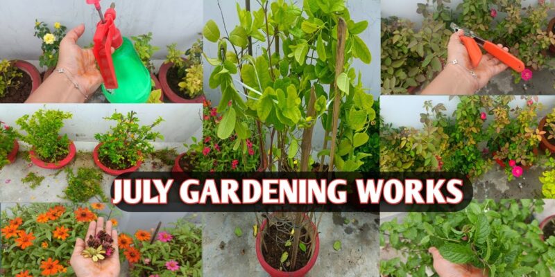 July Gardening Works