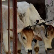 July Month Animal Protection