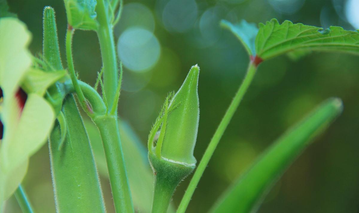 Lady Finger Farming