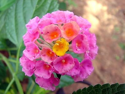 Lantana Camara Health Benefits