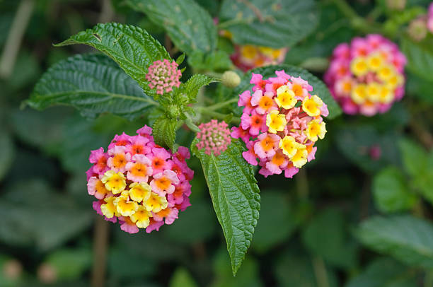 Lantana Camara Health Benefits