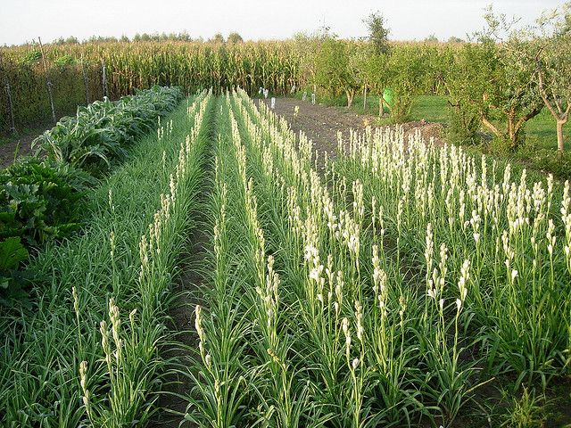 Lily Cultivation