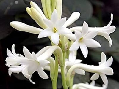 Lily Cultivation