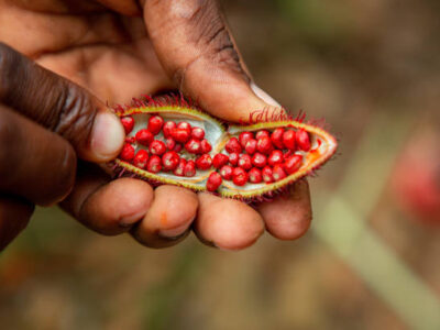 Lipstick Seeds