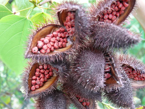 Lipstick Seeds 