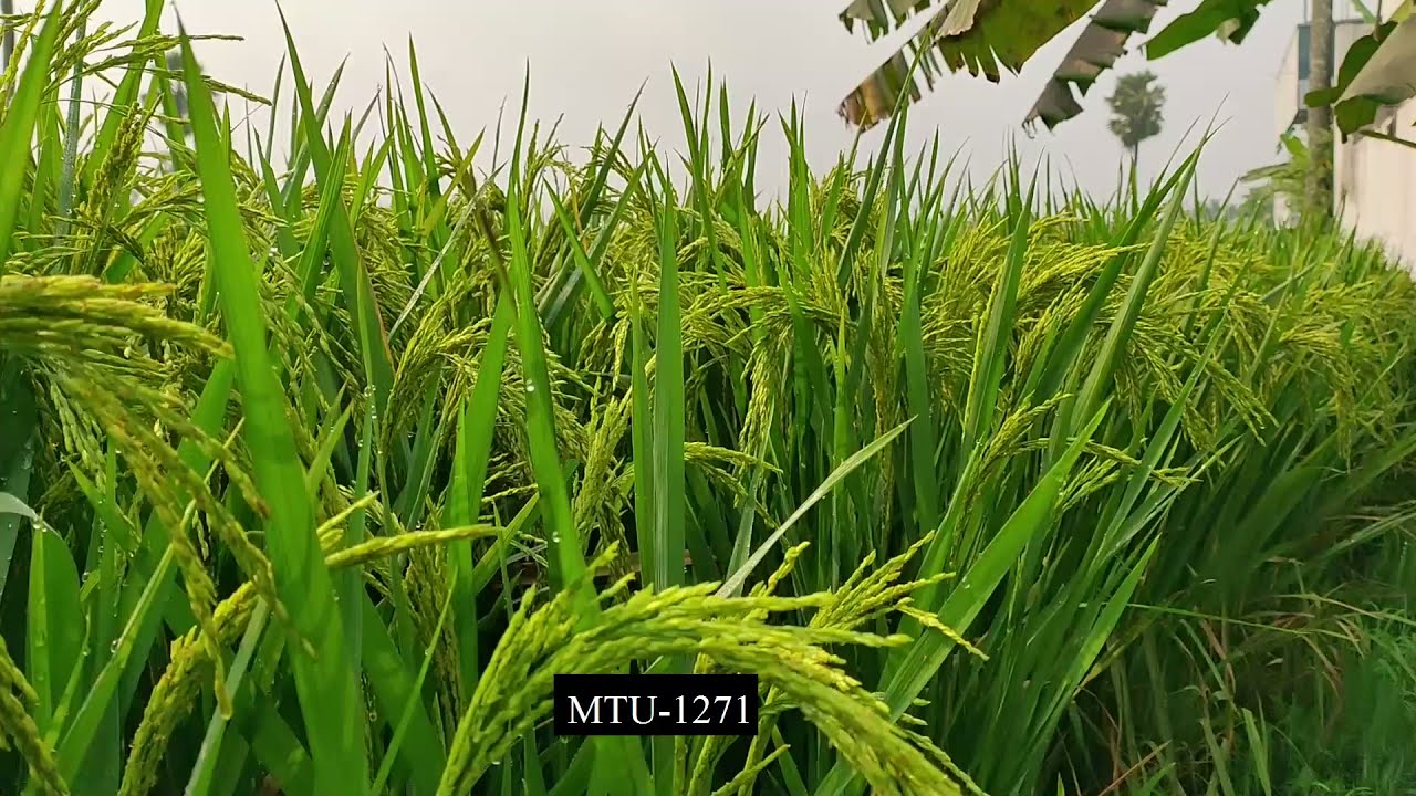 MTU-1262 Marteru Paddy Seed Variety