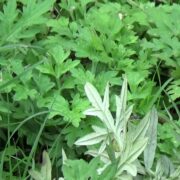 Machi Patri Cultivation