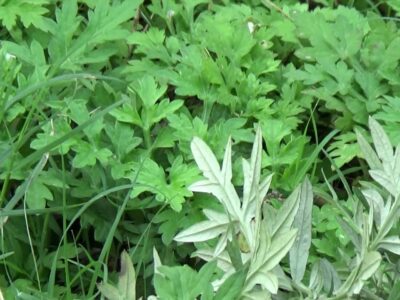 Machi Patri Cultivation