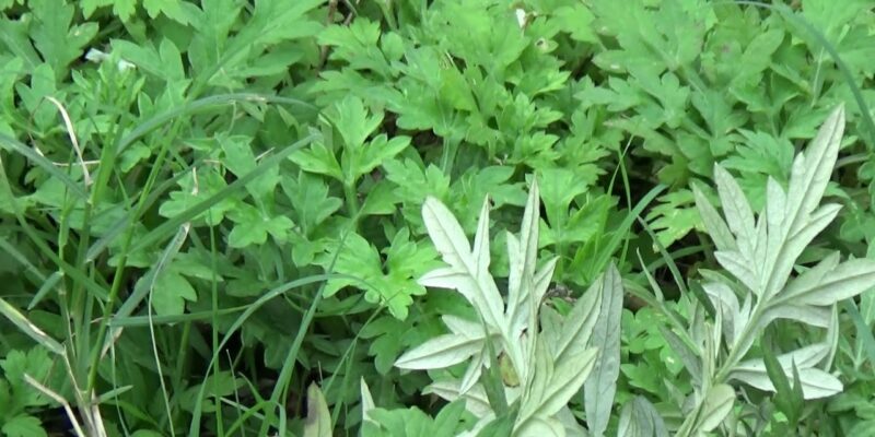 Machi Patri Cultivation