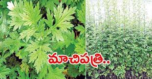 Machi Patri Cultivation