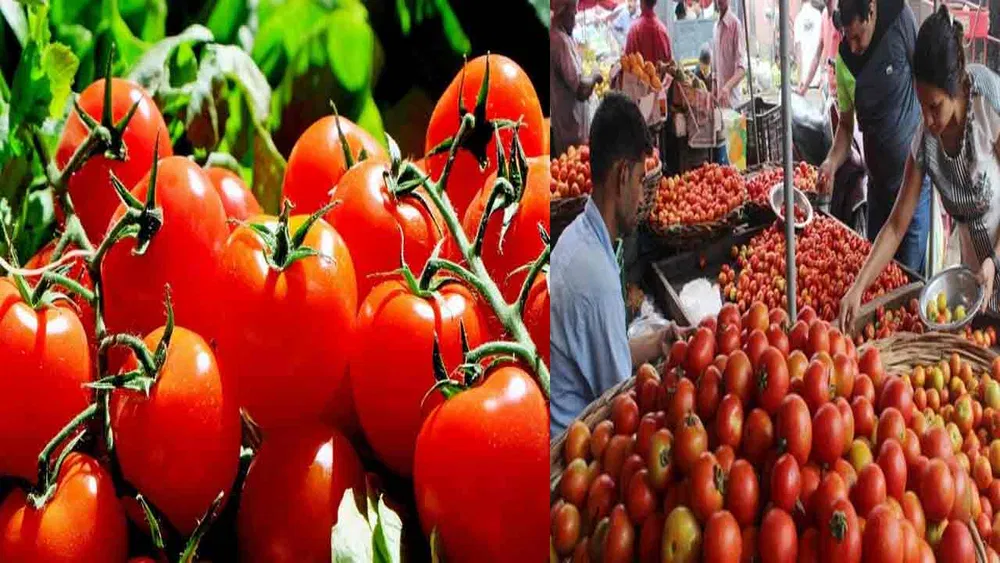 Madanapalle Tomato Market