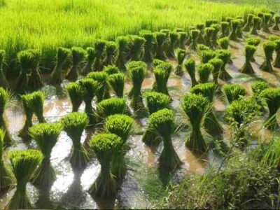 Methods of Raising Rice Seedlings