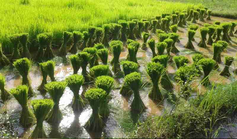 Raising Rice Methods of Raising Rice Seedlings: వరి నారుమడులు పెంచుకునే పద్ధతులు ...